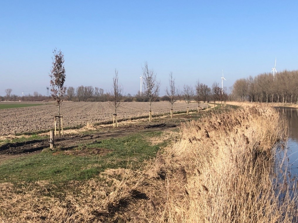 bomen-bosruiterweg